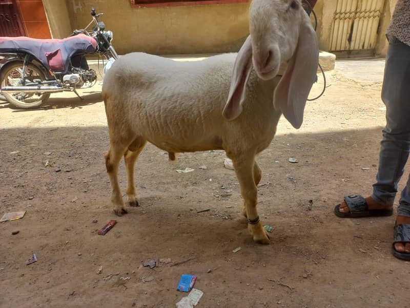 sheep 0