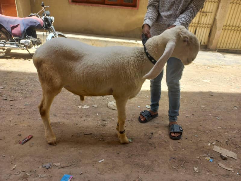 sheep 1