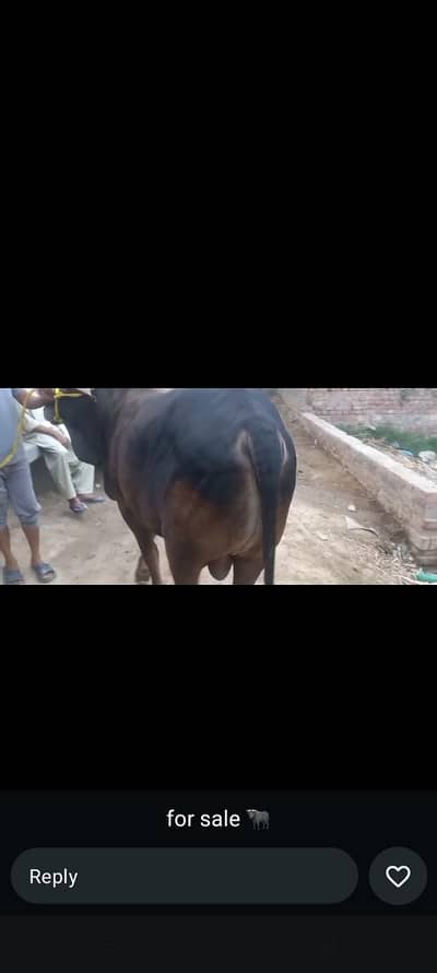 qurbani ky liye
