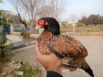 pure amroha breed