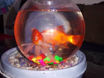 this a pair gold fish for sale