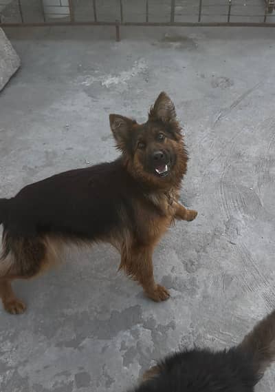 german shepherd top quality