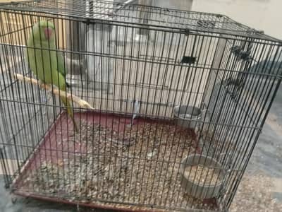 TaMe Raw parrots For sale 2 female tame and 1 male tame