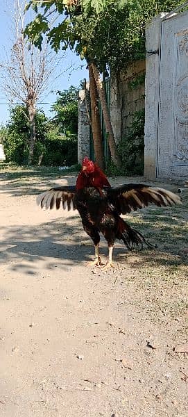aseel 1