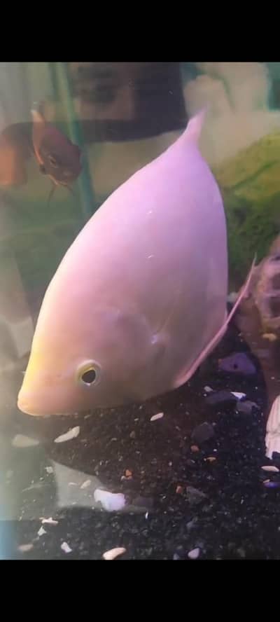 Giant gourami