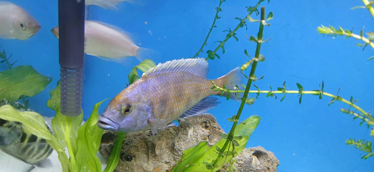 Flowehorne 1