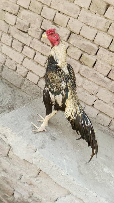 aseel murga