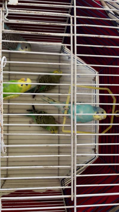 Austrailian Budgies For Sale
