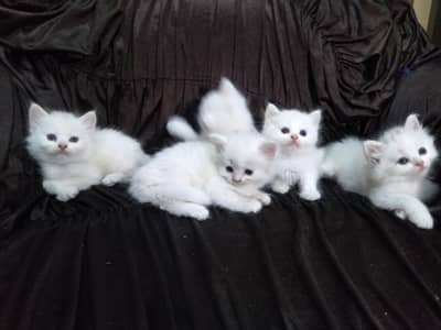 persian kittens