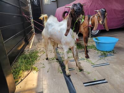 eid goats 2 teeth