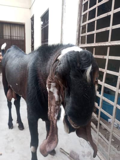 Bakra Ghar ka Pala hua he 4 daant ka he