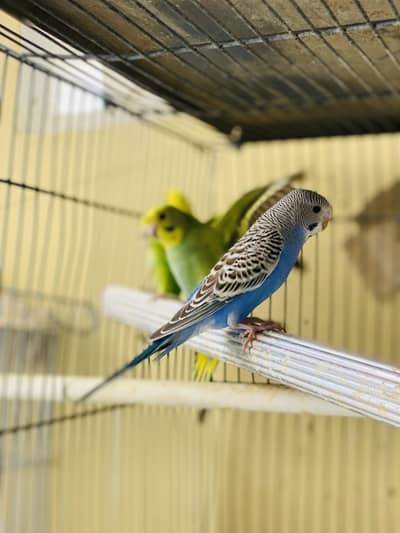 Home breed top quality