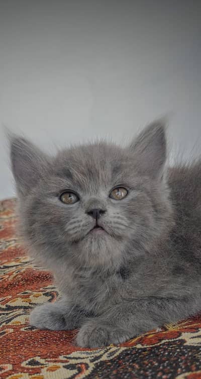 Russian blue 2 males healthy and full active