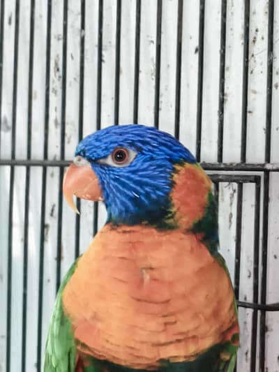 red color breeder female with DNA for sale