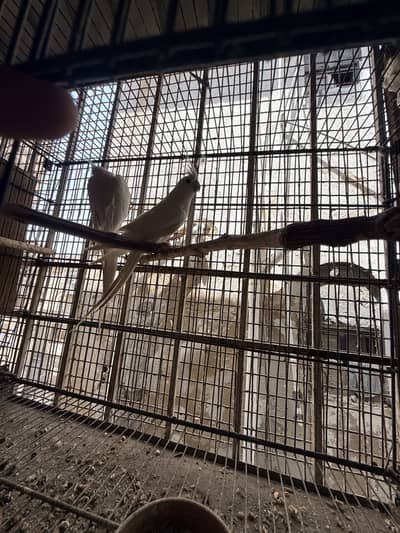Eno Cocktail Breeding pair with box with cage