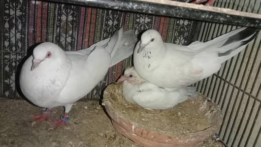 Kabootar Pigeon