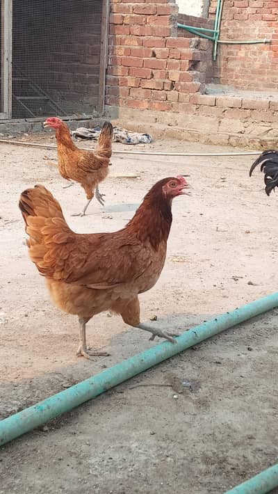 desi hens eggs deti hai ghr may pali hain