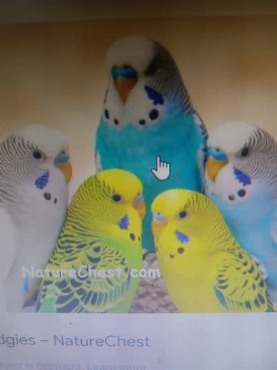 Bagies parrot