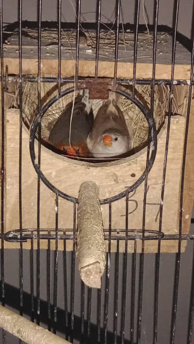 All Type Finch avail. Star Parson shaftail Owl Cutthroat dimond zebra
