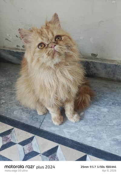 Hight Quality Punch Face Tripal Coat Kitten For Sale