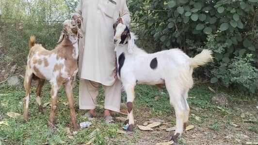 Qurbani Bakry