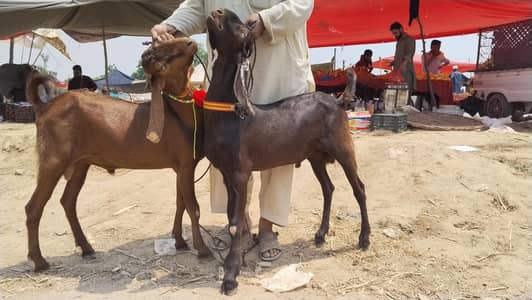 Qurbani Bakry
