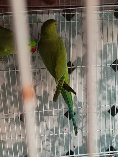 ringneck parrot pair breed per hai male talk bi karta hai
