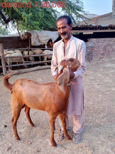 Qurbani ka bakra