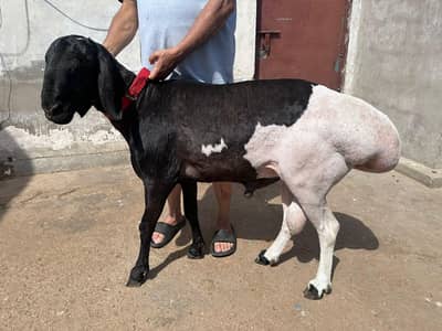 goTs and Sheeps for sale.