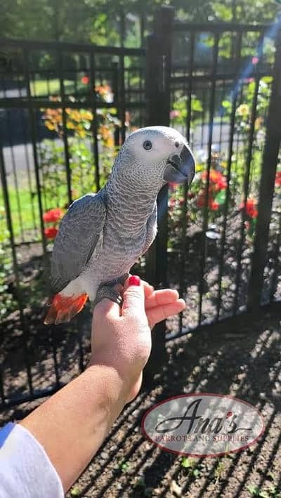 African gray parrot. parrot. talking parrot