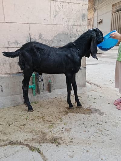 Bakra for sale