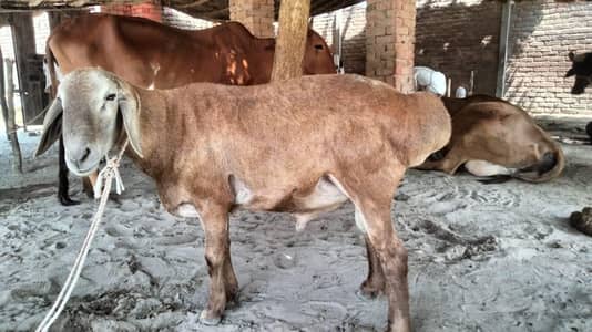 turkish dumbay  sheep male