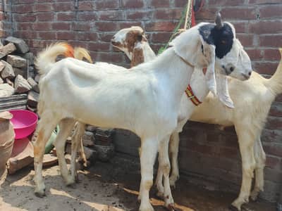 Goat | Bakra | 2 Dant Bakra | Qurbani Goat | بکرا | For sale