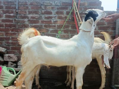 Goat | Bakra | 2 Dant Bakra | Qurbani Goat | بکرا | For sale