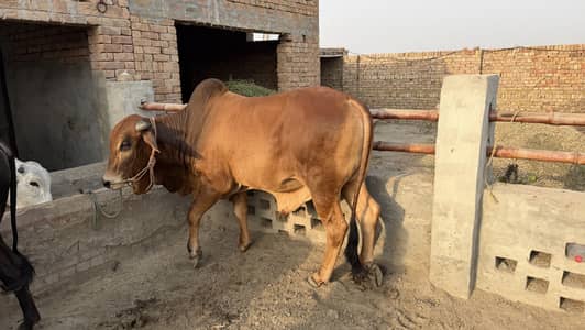 Beautiful Sahiwal Bull