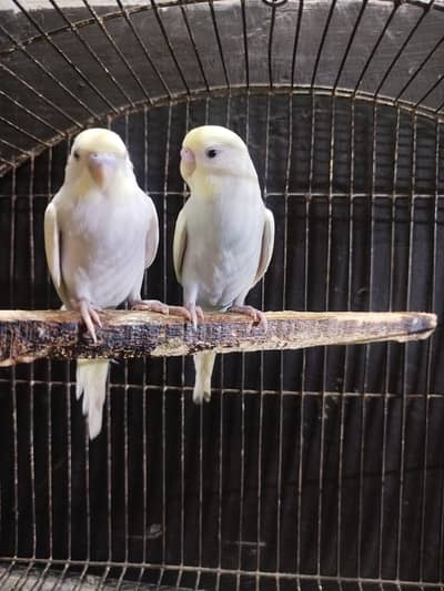 Australian parrots || For sale || Reasonable demand || Home breed