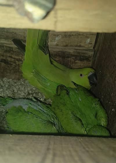 Green Parrot