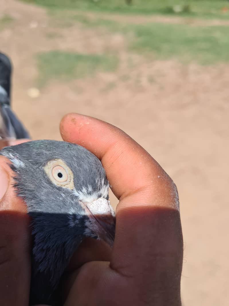 teddy kabootar 5