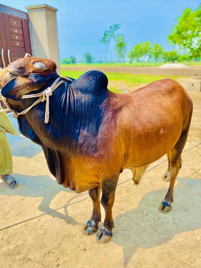cholistani || Bachra || donda wacha || Qurbani 2026 || bulls ||wacha