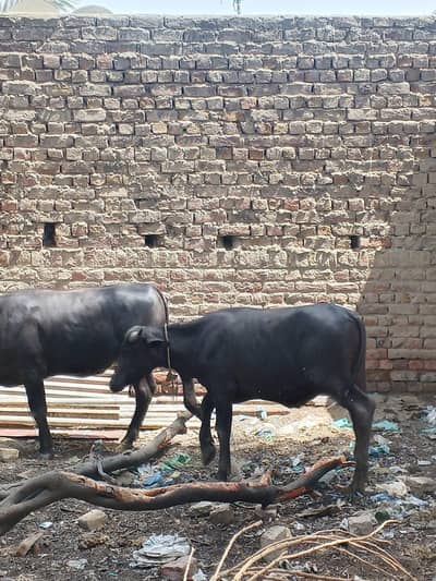 Cows 2 Marr Ka aik