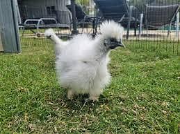 Almost 4 months Silkie available sale 2800 k dono