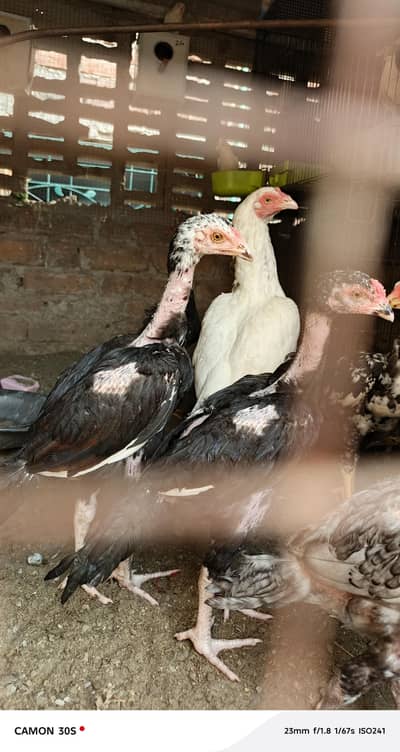 5 months chicks for sale