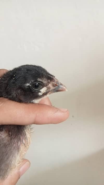 pure dragon Thai chick