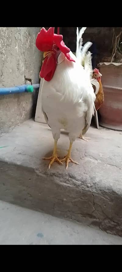 murga or murgi dono pair for sale