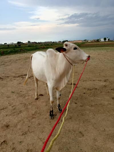 for sale bull demand 450000