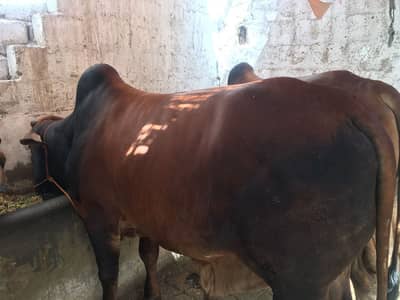 2 dant bachre 15 bachre ha jis bi bhai ko chhia ha mag kar ke detal l