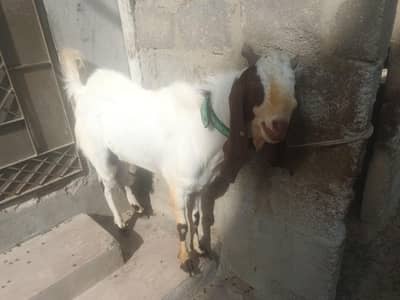 2 Daant Bakra 16months age