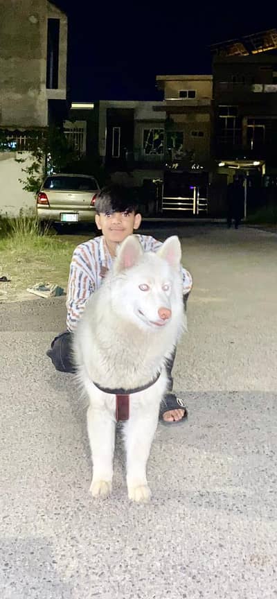 Siberian husky white colour with blue eyes