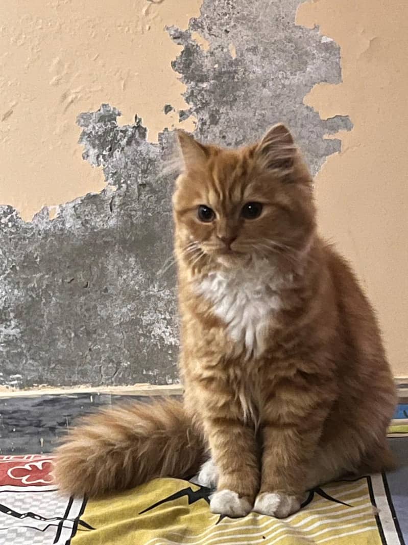Persian cat 1