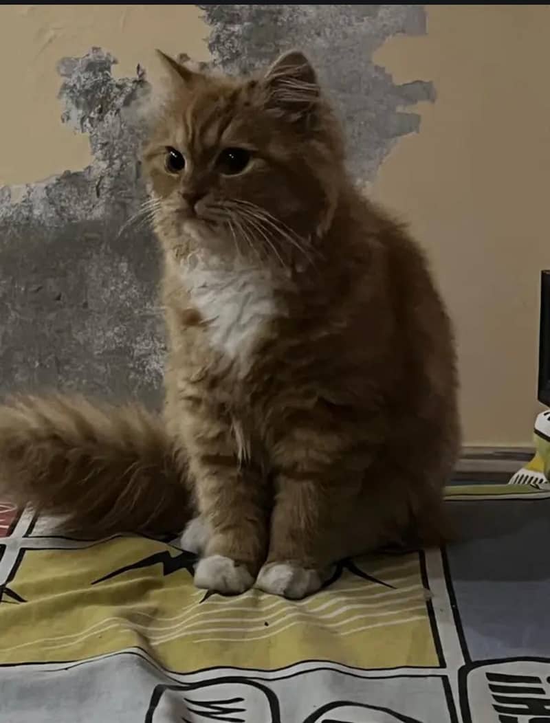 Persian cat 2